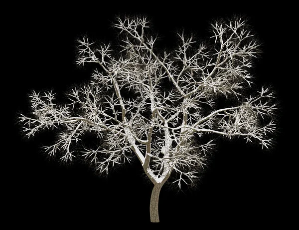 Inverno Inglês carvalho árvore isolada no fundo preto — Fotografia de Stock