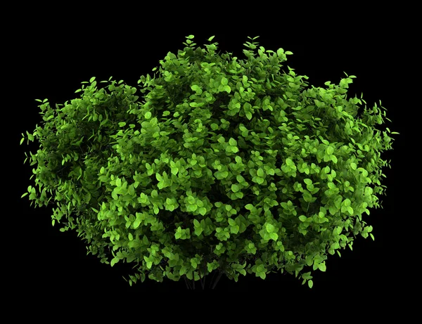 Кущ великого листя гортензії ізольований на чорному фоні — стокове фото
