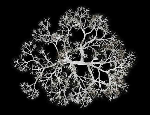 Siyah arka plan üzerine izole kış İngilizce meşe ağacının Üstten Görünüm — Stok fotoğraf