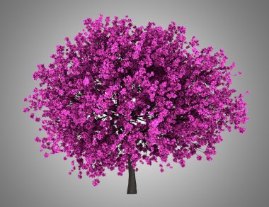 Erguvan gri arka plan üzerinde izole