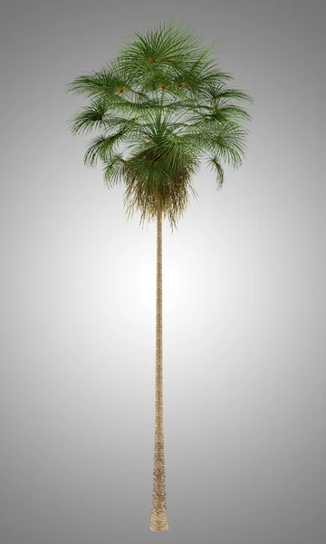 Mexicaanse fan palm tree geïsoleerd op grijze achtergrond — Stockfoto