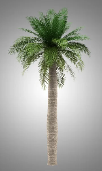Chileense wijn palm tree geïsoleerd op grijze achtergrond — Stockfoto