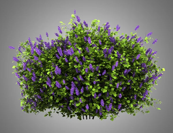Flores lila arbusto aislado sobre fondo gris —  Fotos de Stock