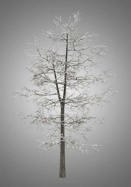 Winter gemeenschappelijk Lindeboom geïsoleerd op grijze achtergrond — Stockfoto