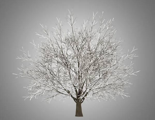 Winter hornbeam tree isolated on gray background — Stock Photo, Image