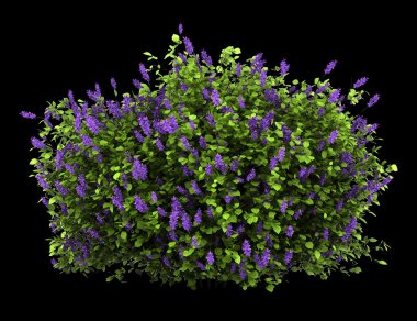 Eflatun çiçekler bush siyah arka plan üzerine izole