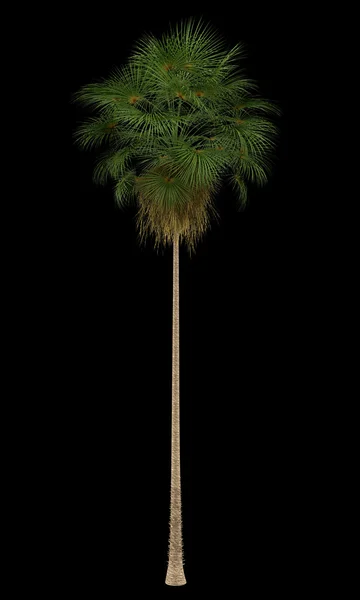 Mexicaanse fan palm tree geïsoleerd op zwarte achtergrond — Stockfoto