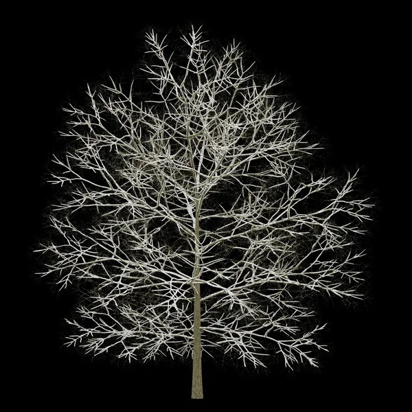 Siyah arka plan üzerine izole kış kestane ağacı — Stok fotoğraf
