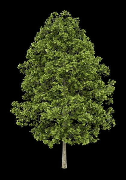 Гостролистий Клен дерево ізольовані на чорному фоні — стокове фото