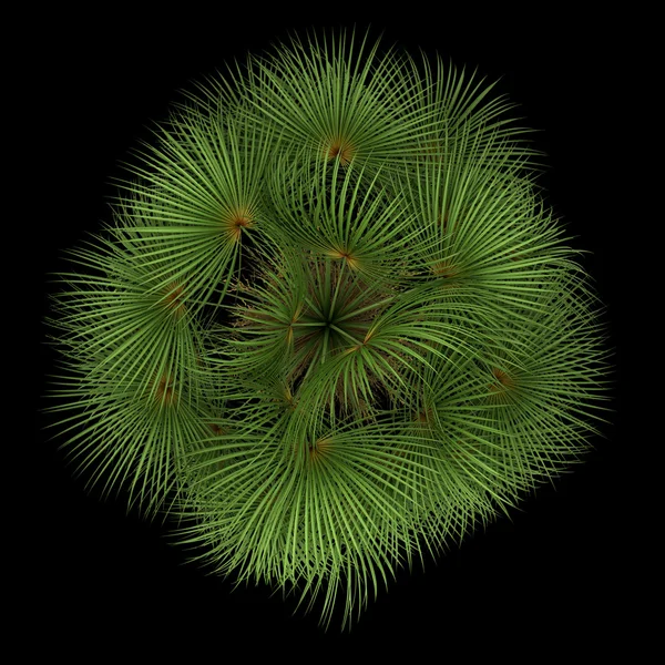 Ovansida av mexikanska fan palm tree isolerad på svart bakgrund — Stockfoto