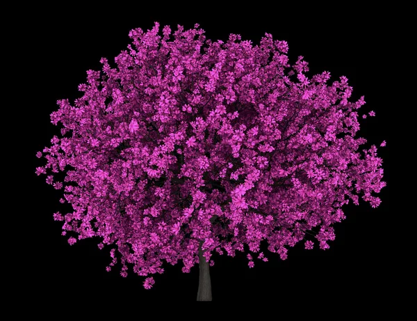Дерево Джудіс ізольоване на чорному фоні — стокове фото