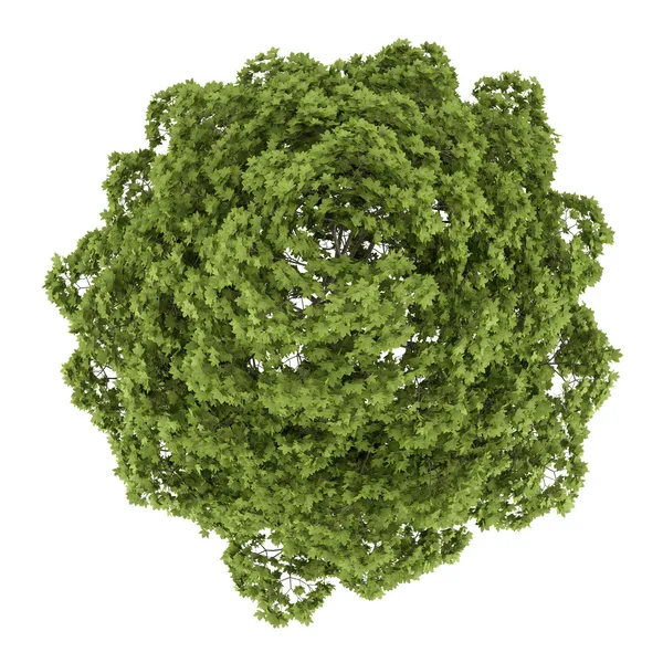 Top view of norway maple tree isolated on white background — Stock Image Top view of norway maple tree isolated on white background Royalty Free Stock Photos
