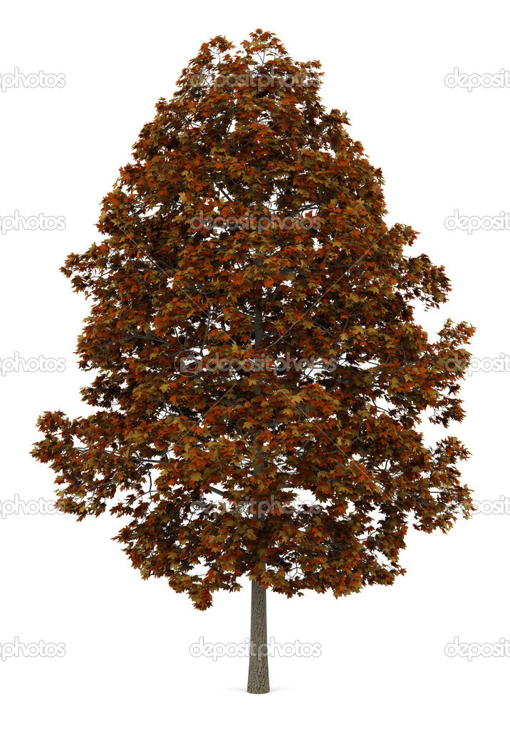 fall norway maple tree isolated on white background
