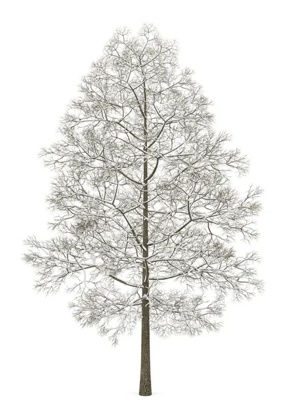 Winter norway maple tree isolated on white background — Stock Photo, Image