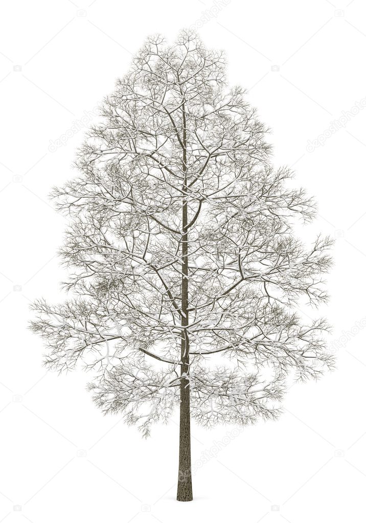 winter norway maple tree isolated on white background