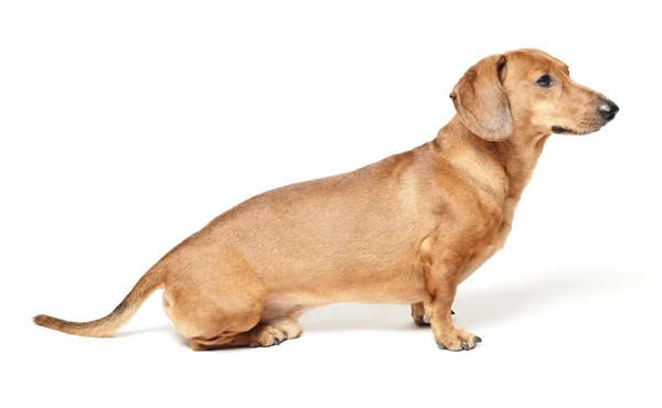 Cute brown dachshund dog isolated on white background — Stock Photo, Image