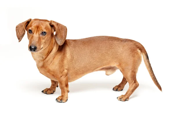 Cute brown dachshund dog isolated on white background — Stock Photo, Image