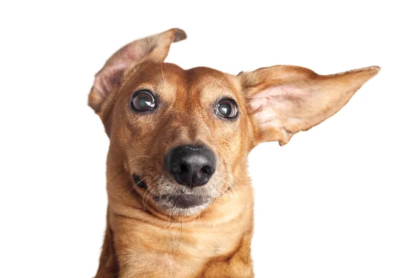 Crazy portrét psa jezevčíka hnědé izolovaných na bílém poz — Stock fotografie