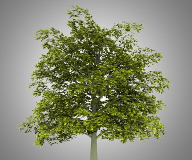 gri arka plan üzerinde izole Norveç Akça ağaç