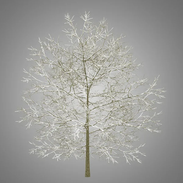 Winter chestnut tree isolated on gray background — Stock Photo, Image