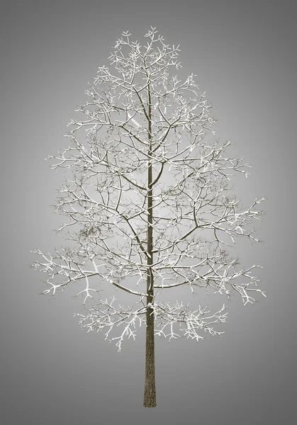 Winter norway maple tree isolated on gray background — Stock Photo, Image