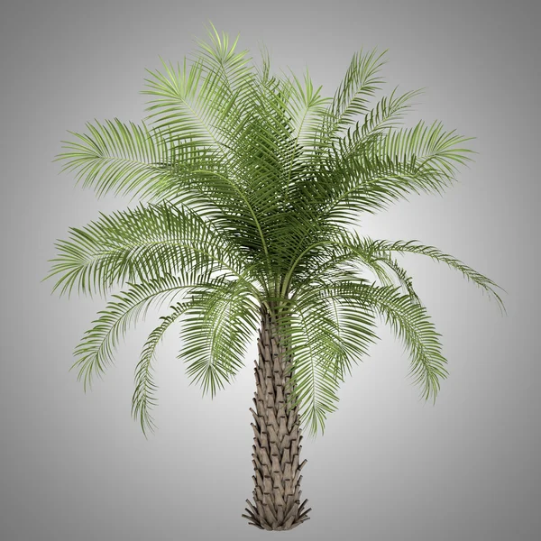 Palmera aislada sobre fondo gris — Foto de Stock