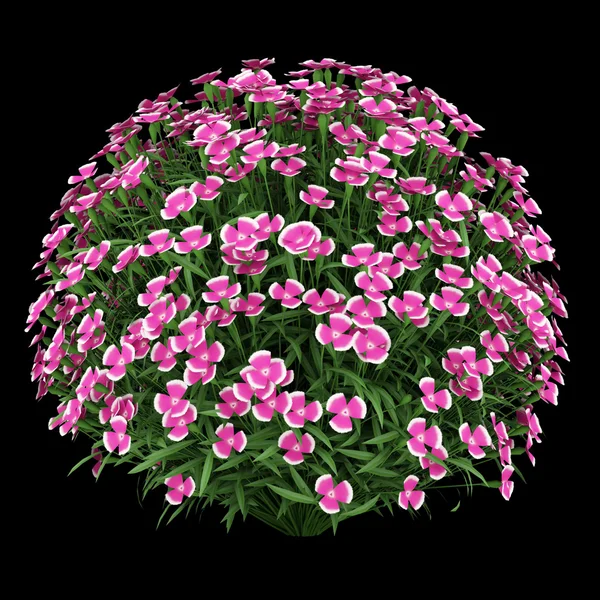 alpine pink flowers isolated on black background