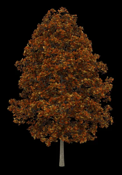 Drzewo klon pospolity na białym tle na czarnym tle jesień — Zdjęcie stockowe
