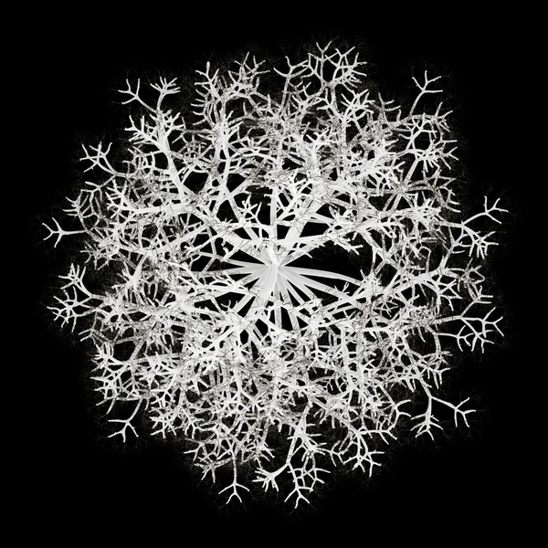 Top view of winter norway maple tree isolated on black backgroun — Stock Image Top view of winter norway maple tree isolated on black backgroun Stock Photo