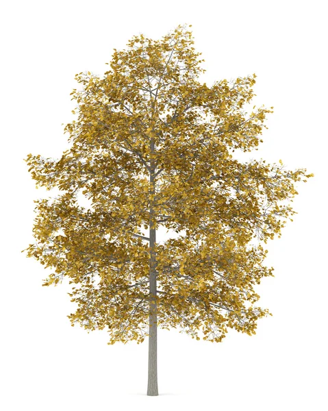 Wspólne drzewo lipa na białym tle jesień — Zdjęcie stockowe