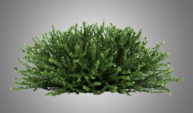 gri arka plan üzerinde izole mercan güzellik bush
