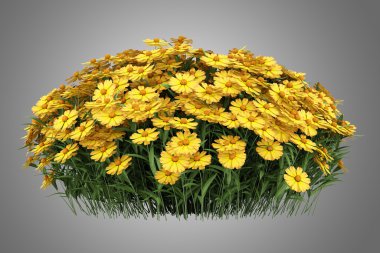 gri arka plan üzerinde izole sarı sneezeweed çiçek