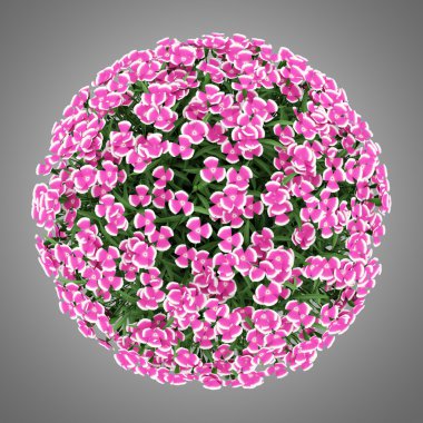 gri arka plan üzerinde izole Alp Pembe çiçek Üstten Görünüm