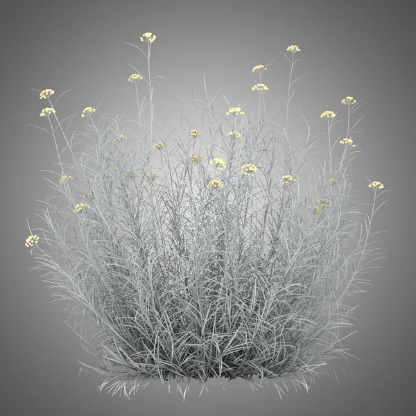 Arbusto helichrysum aislado sobre fondo gris — Foto de Stock