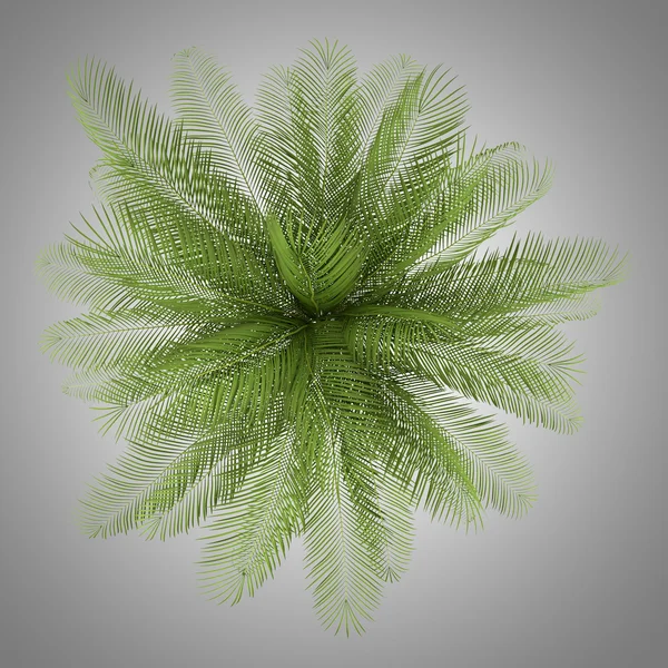 Top view of oil palm tree isolated on gray background — Stock Photo, Image