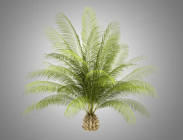 Oil palm tree isolated on gray background — Stock Photo, Image