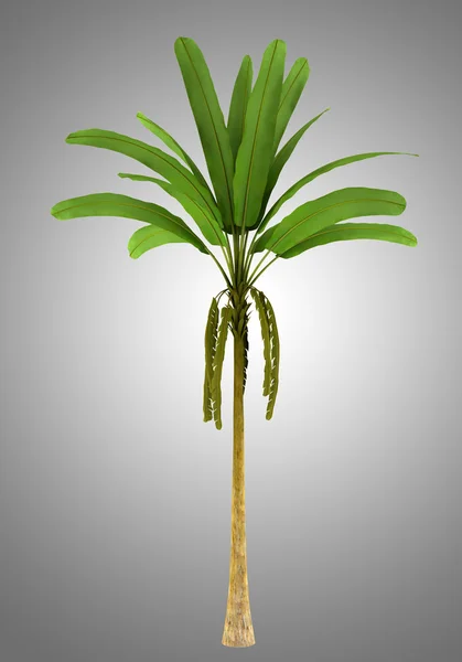 Wild banana palm tree isolated on gray background — Stock Photo, Image