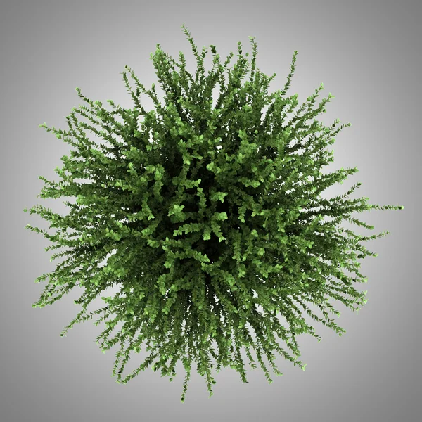 Top view of coral beauty bush isolated on gray background — Stock Photo, Image
