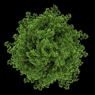 siyah arka plan üzerine izole gümüş akçaağaç ağaç Üstten Görünüm