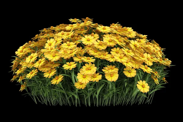 Yellow sneezeweed flowers isolated on black background — Stock Photo, Image