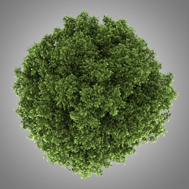 At kestanesi ağacının gri arka plan üzerinde izole Üstten Görünüm