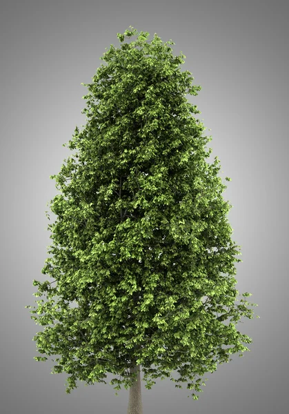 Αγριοκάστανο δέντρο που απομονώνονται σε γκρι φόντο — Φωτογραφία Αρχείου