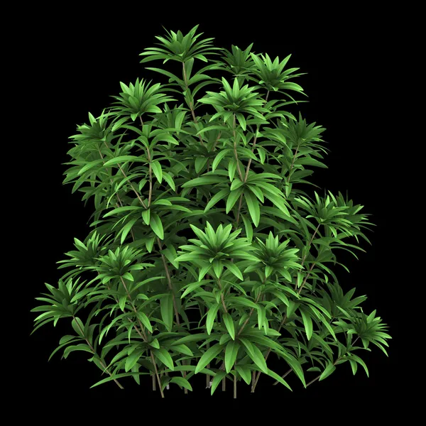 Japanese andromeda bush isolated on black background — Stock Photo, Image