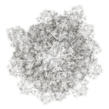 Beyaz arka plan üzerinde ortak ıhlamur ağacı izole kış Üstten Görünüm