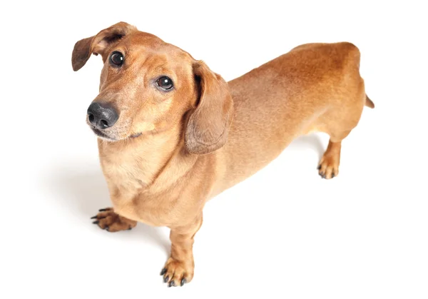 Cute brown dachshund dog isolated on white background — Stock Photo, Image