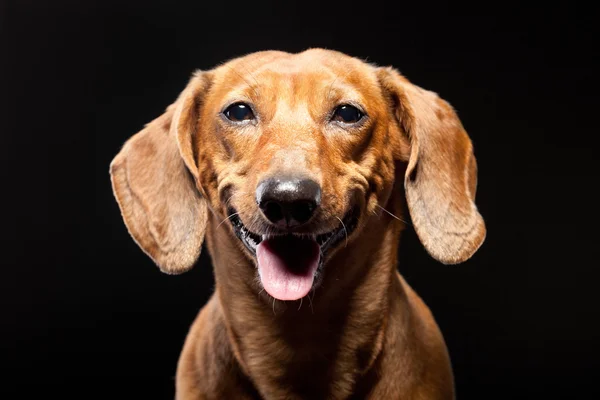 Portrait of cheerful brown dachshund dog isolated on black backg — Stock Photo, Image