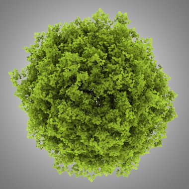 gri arka plan üzerinde izole euonymus verrucosa Bush Üstten Görünüm