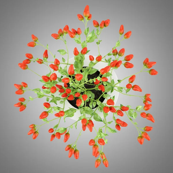 Top view of paprika plant in pot isolated on gray background — Stock Photo, Image