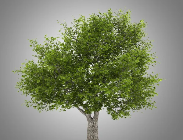 Crack willow tree isolated on gray background — Stock Photo, Image