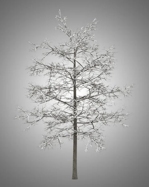 Winter common lime tree isolated on gray background — Stock Photo, Image